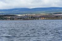 Punta Arenas mit Delphin
