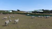 Falklandinseln, Fitz Roy Farm
