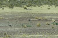 Halbinsel Valdes, Maras