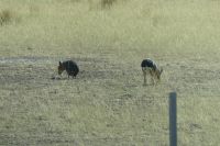 Halbinsel Valdes, Maras