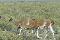 Halbinsel Valdes, Guanakos