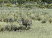 Halbinsel Valdes, Nandu