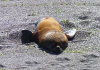 Halbinsel Valdes, Seelöwe