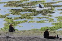 Halbinsel Valdes, Seelöwen