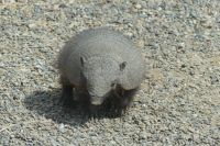 Halbinsel Valdes, Gürteltier