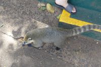 Nasenbär in Iguacu