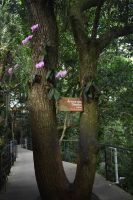 Natur auf dem Zuckerhut