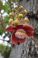 Pflanzenvielfalt Rio de Janeiro