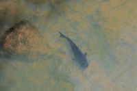 Iguazu Nationalpark Argentinien- Tierwelt