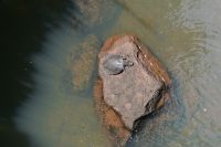 Iguazu Nationalpark Argentinien- Tierwelt