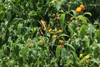 Iguazu Nationalpark Argentinien- Tierwelt