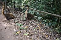 Iguazu Nationalpark Argentinien- Tierwelt