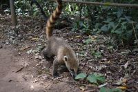 Iguazu Nationalpark Argentinien- Tierwelt