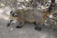 Iguazu Nationalpark Argentinien- Tierwelt