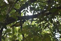 Iguazu Nationalpark Argentinien- Tierwelt