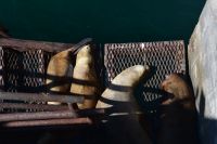 Seelöwen Puerto Madryn