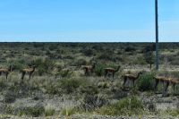 Guanacos Halbinsel Valdés 