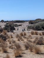 Pinguine Halbinsel Valdés 