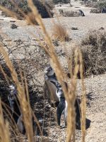 Pinguine Halbinsel Valdés 