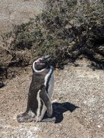 Pinguine Halbinsel Valdés 