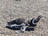 Pinguine Halbinsel Valdés 