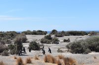 Pinguine Halbinsel Valdés 