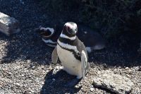 Pinguine Halbinsel Valdés 