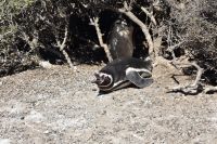 Pinguine Halbinsel Valdés 