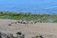 Seelöwen  Halbinsel Valdés 