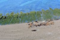 Seelöwen  Halbinsel Valdés 