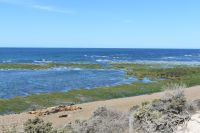 Seelöwen  Halbinsel Valdés 