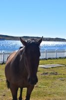 Tierwelt Falkland Inseln