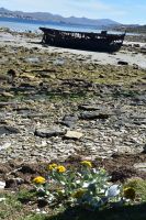 Falkland Inseln Nature Trek