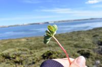Falkland Inseln Nature Trek