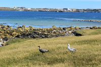 Falkland Inseln Nature Trek