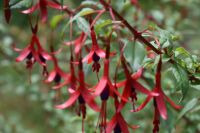 Natur Simpson Valley