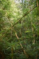 Nationalpark Chiloé