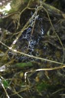 Nationalpark Chiloé