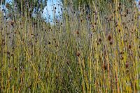 Nationalpark Chiloé