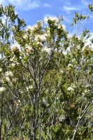 Nationalpark Chiloé