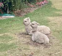 Alpakas im Hotel in Yucay