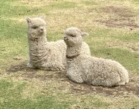 Alpakas im Hotel in Yucay