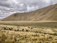 Alpaka und Lamaherde