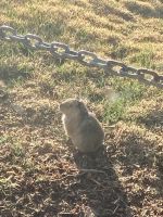 Meerschweinchen, Puno