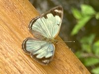 Schmetterling, Iguazú-Wasserfälle, Argentinien