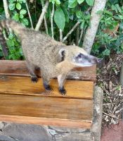 Nasenbär, Iguazú-Wasserfälle, Argentinien