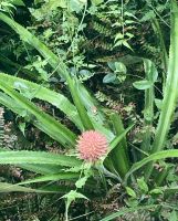 Iguazú-Wasserfälle, Argentinien