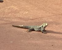 Echse, Iguazú-Wasserfälle, Argentinien
