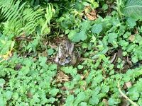 Hase, Iguazú-Wasserfälle, Brasilien
