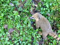 Nasenbär, Iguazú-Wasserfälle, Brasilien